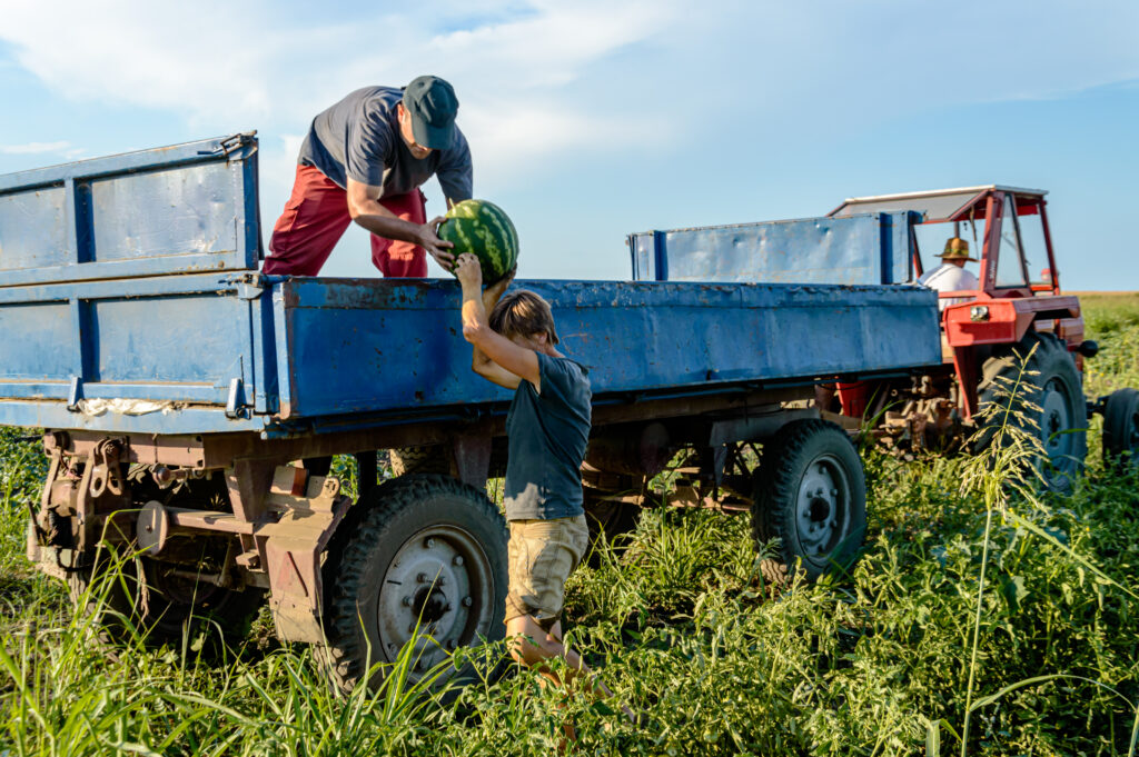 A Group of Farmers is Picking Up Watermelons From a Field During a Harvesting Season and Putting them in the Trailer of a Tractor. all on work visas