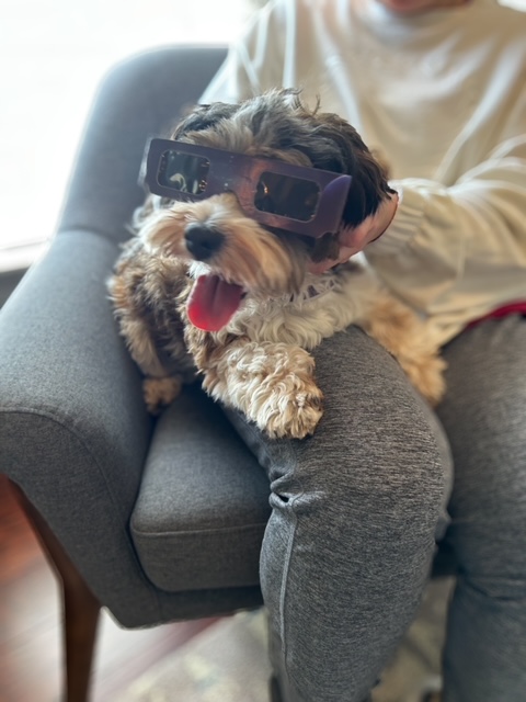 Image of a team member's dog wearing solar eclipse glasses.
